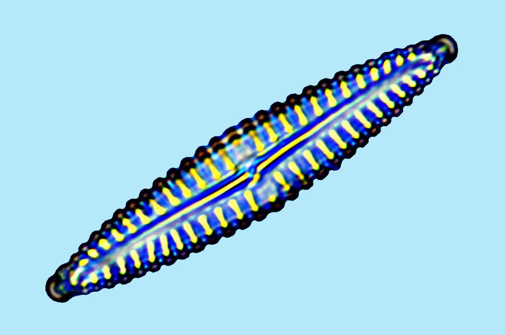 Lyrella Navicula